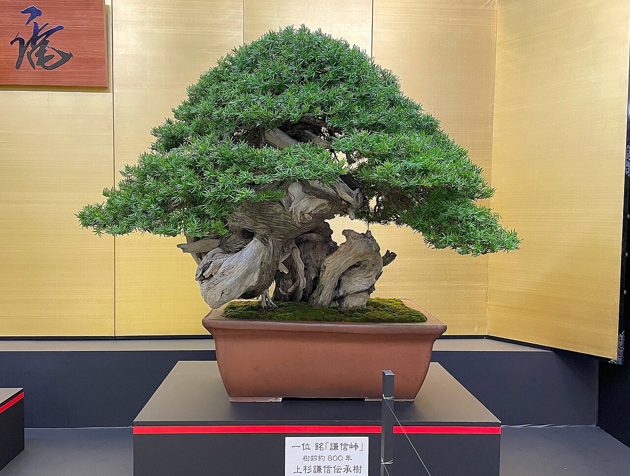 Kenshin Toge — an 800-year-old Sargent juniper bonsai