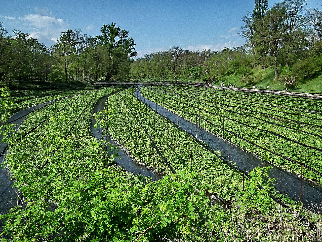 Wasabi field in Azumino, Nagano — clear stream water flowing through gravel beds where real Wasabia japonica grows
