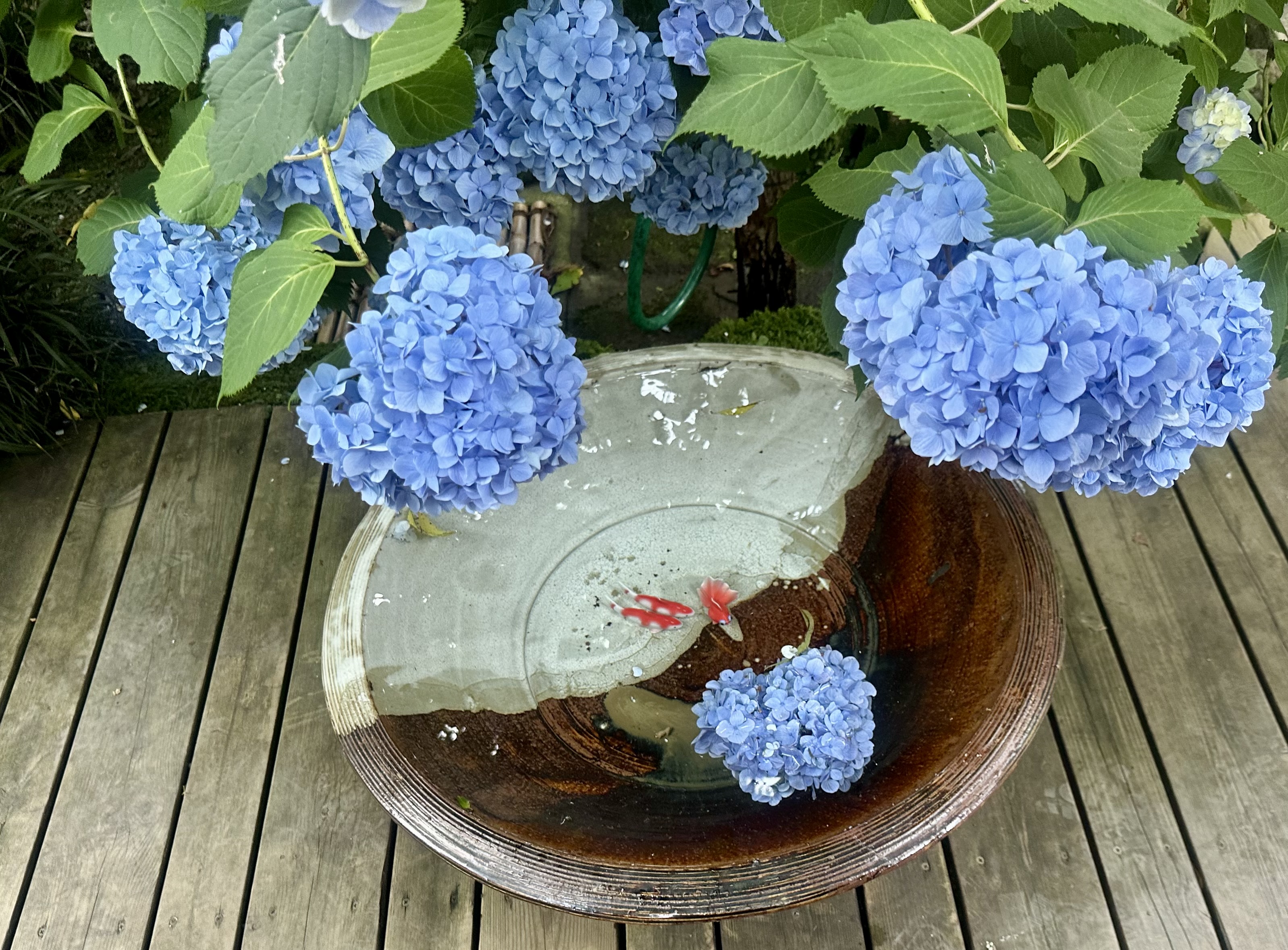 Blue hydrangeas along the stone steps of Meigetsu-in, the 'Hydrangea Temple' in Kamakura, during tsuyu in late June